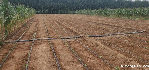 白菜地滴灌厂家